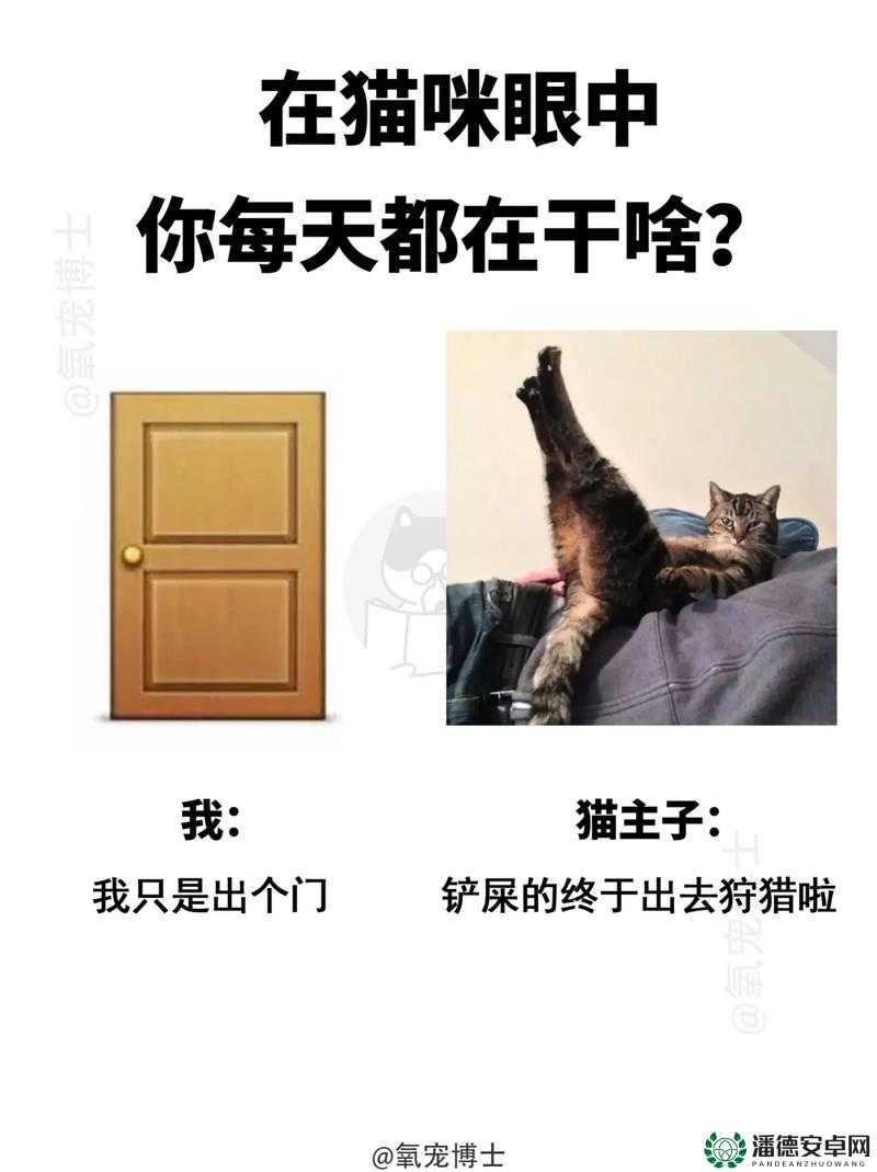 QQ宠物监狱猫神秘现身，探索哪个油桶成为它的藏身之所大揭秘