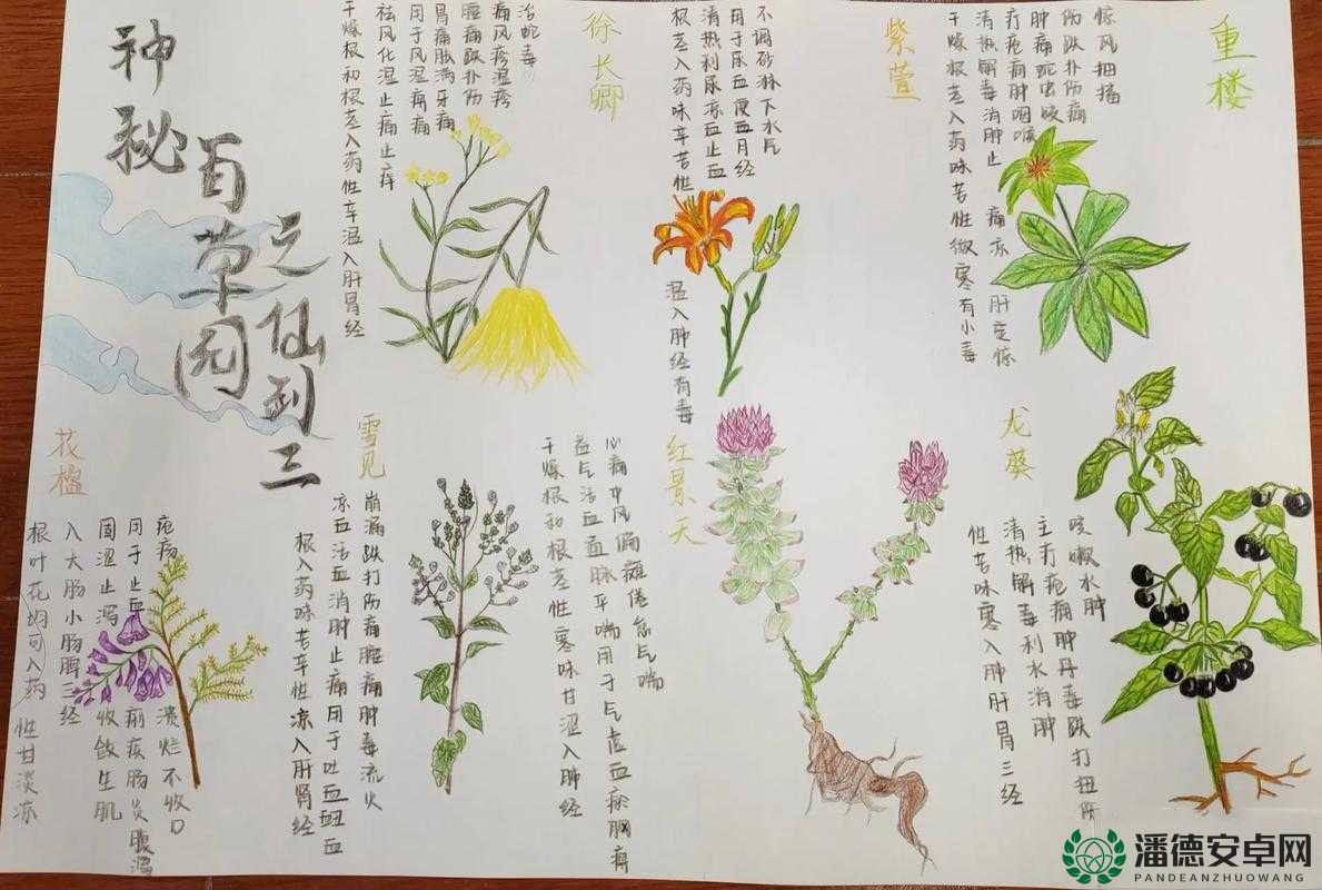 深入天之痕百草涧，一场关于七种珍稀药材的探寻与发现之旅