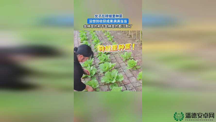 x9x9x9x9 任意槽 2024 进口蘑菇的独特魅力与非凡品质
