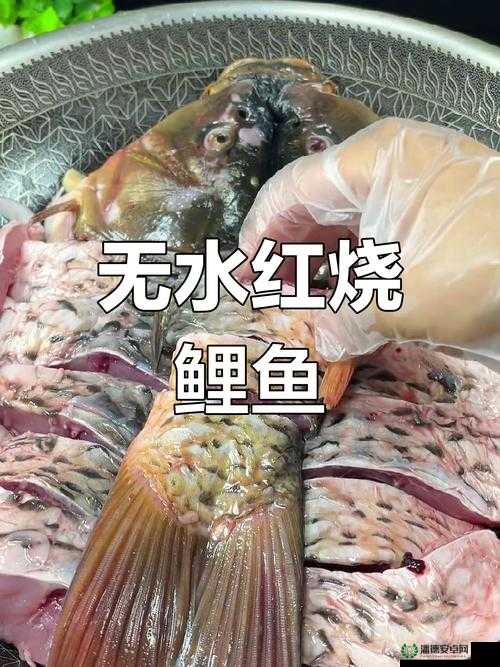 鲤鱼喝水技巧图解：全面解析鲤鱼独特的饮水方式及要点