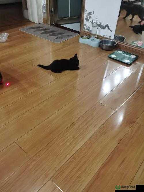 黑夜与猫攻略，深入探索夜的无限神秘与猫咪的独特优雅