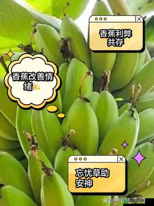 香蕉和忘忧草对焦虑的影响及其在缓解焦虑方面的作用探讨