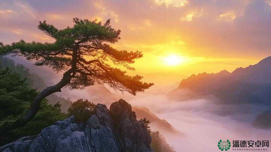 野花视频在线观看免费观看在线观看：带你领略自然之美