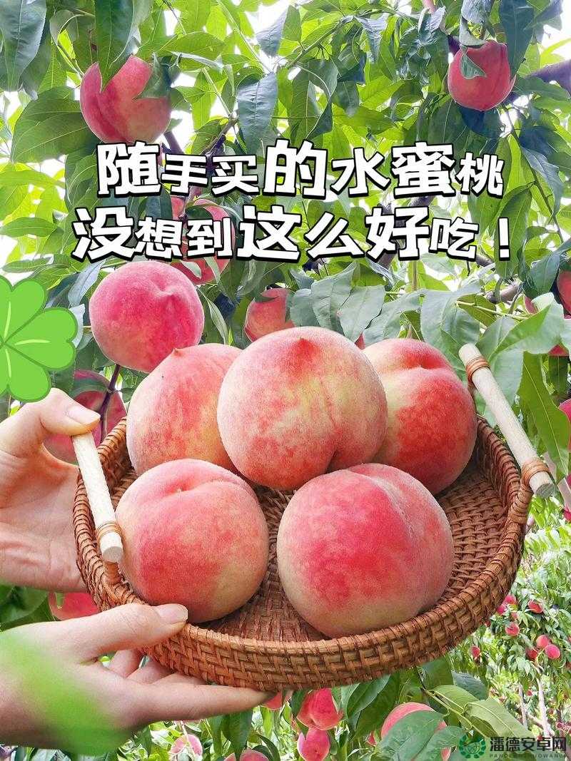 香甜多汁的 8？7？7ⅹ7x 水蜜桃，你尝过了吗？