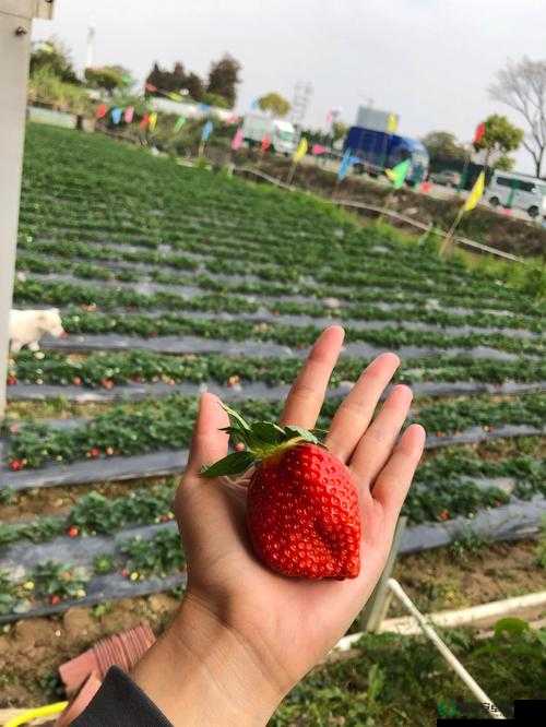 无尽画廊草莓视频：一场视觉的奇妙之旅