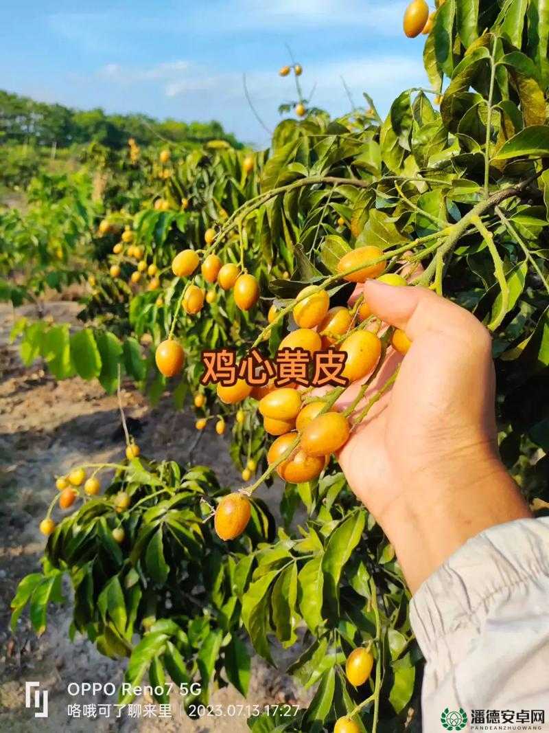 W.W.W 黄皮：关于其起源发展及对社会文化影响的深入探究