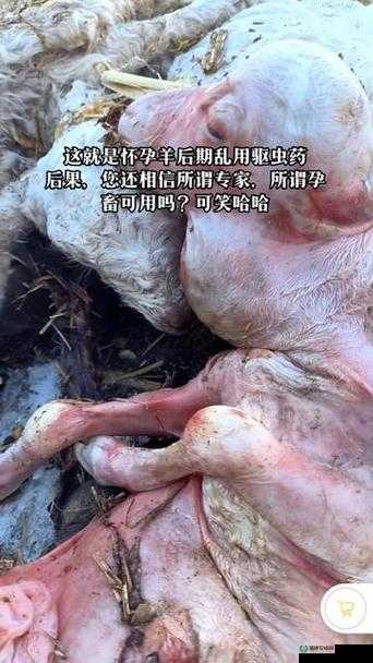 怀孕母羊四个水门特征：深入了解与养殖关键要点剖析
