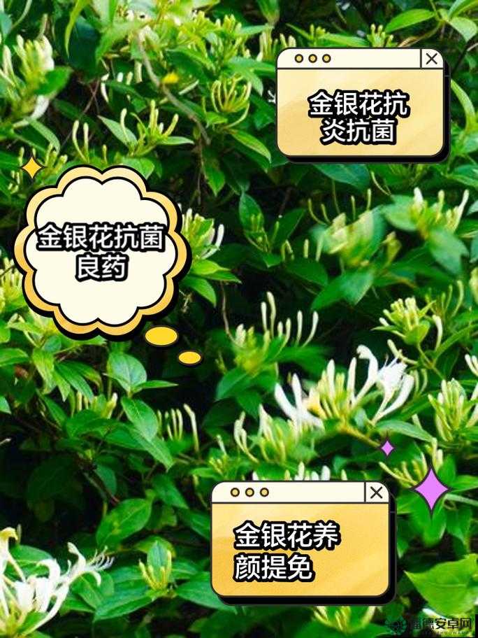 双管齐下TXL金银花怎么使用-详细介绍及正确使用方法指南