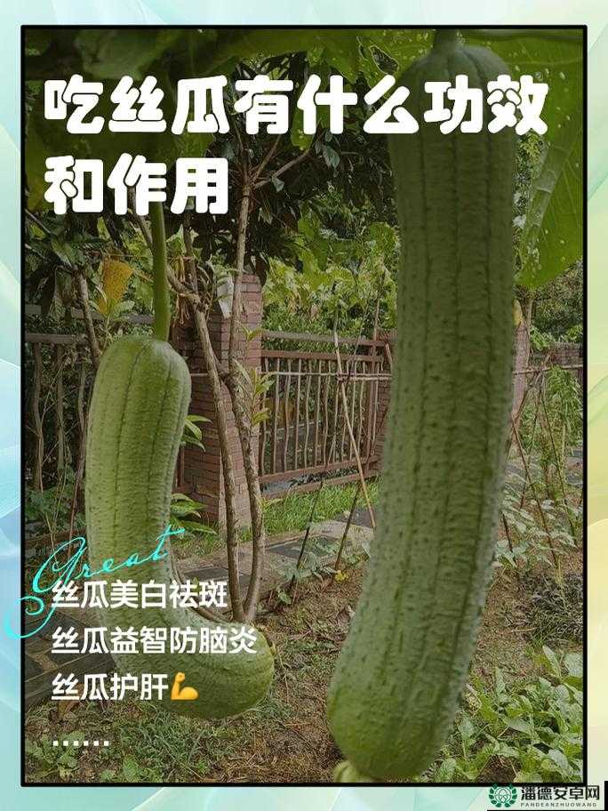丝瓜与绿巨人蕾丝秋葵的功效及相关作用探讨