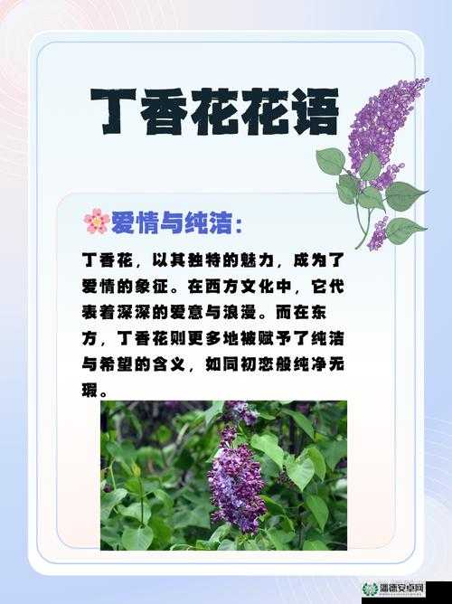 有哪些关于丁香花免费高清完整在线的热门搜索关键词？