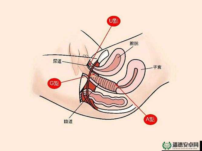 推油按摩能刺激 G 点吗?了解 G 点的秘密,提升性福指数