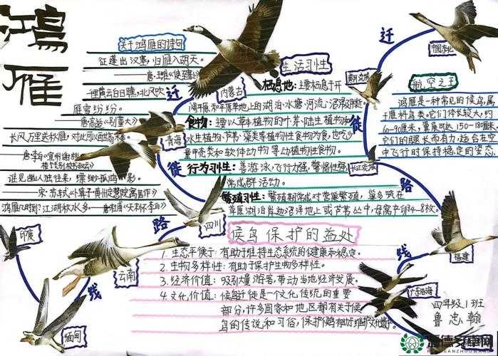 孤独鸟儿如何触发深刻对话？全面解析探索、理解与共鸣技巧