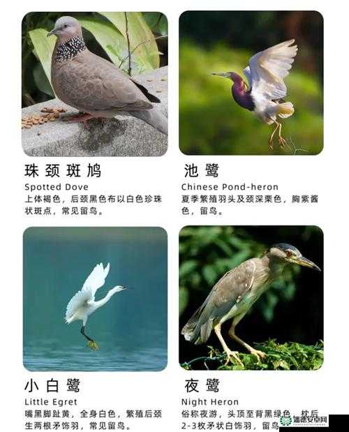 孤独的鸟儿有哪些鲜为人知的玩法技巧？深度解析带你揭秘！