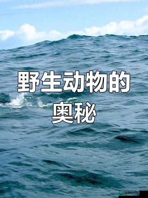 探索Zoom动物马的奇妙世界：最新视频与互动体验，带你近距离观察Zoom动物马的独特魅力