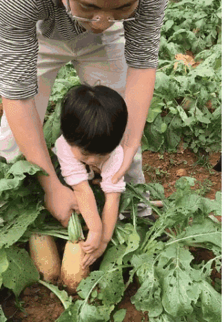 拔萝卜电视剧视频大全播放，精彩内容等你来探索，为何它如此受欢迎？
