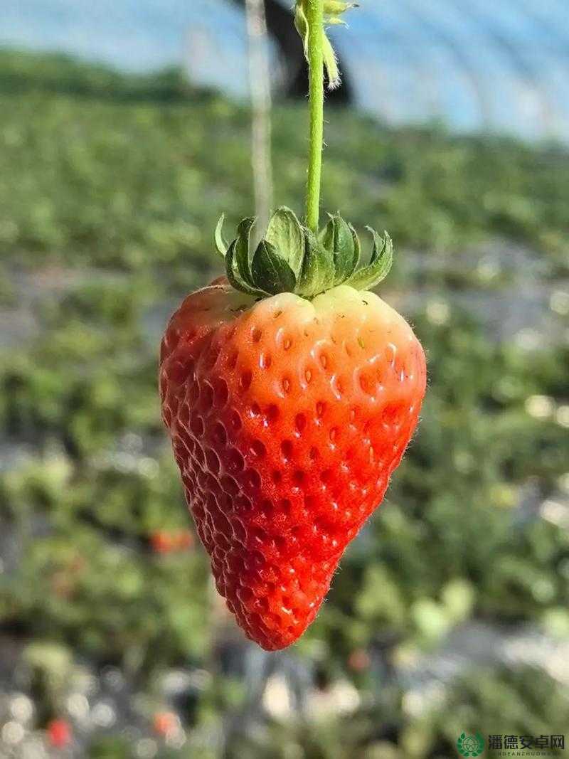 草莓视频下载网站18最新资源免费获取，高清流畅观影体验一键下载