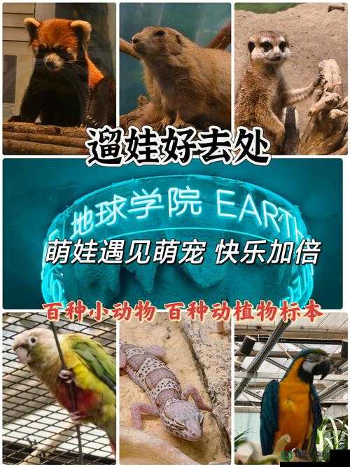 宠我一生换学校究竟怎么操作？全攻略助你萌宠踏上全新学习之旅！